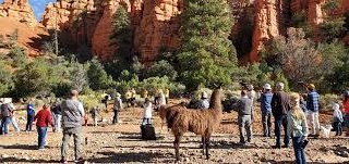 Festival scene with llamas in Red Canyon