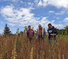 People standing in the quinoa field