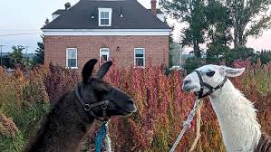 Llamas in front of the quinoa field